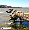 Property Image 1698Benicia waterfront fallen tree (Delgado Property Management)