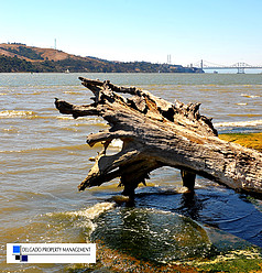 Benicia waterfront fallen tree (Delgado Property Management)